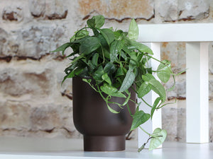 Monstera Cache Pot By Plantatorem