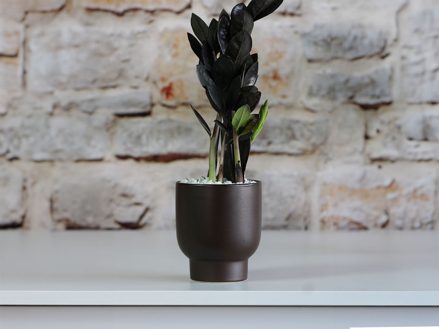 8 ceramic flower pots Monstera Cache Pot Case of 8 | Indoor Ceramic Planter Set Matte White / 6.5" D x 7.5" H