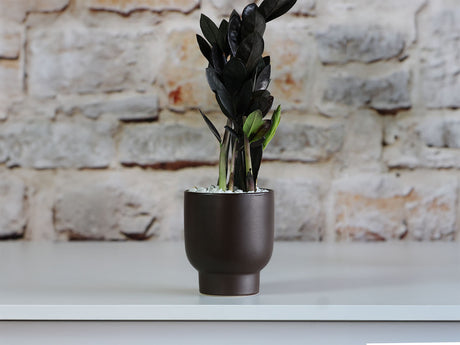 Monstera Cache Pot By Plantatorem