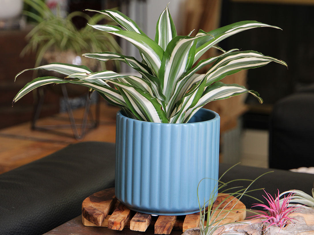 Brush Comb Planter- 5.5" x 5.0" By Plantatorem