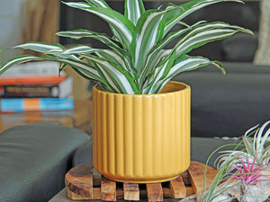 Brush Comb Planter- 5.5" x 5.0" By Plantatorem