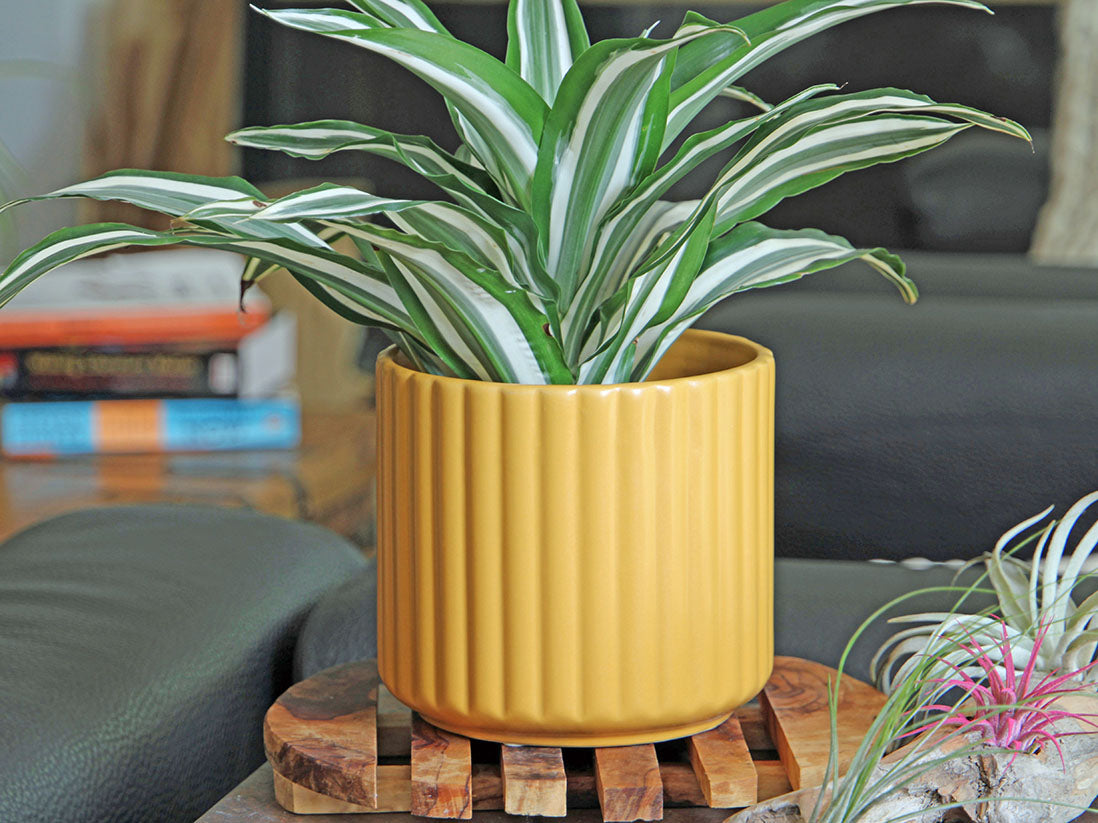 Brush Comb Planter- 8.0" x 8.0" By Plantatorem