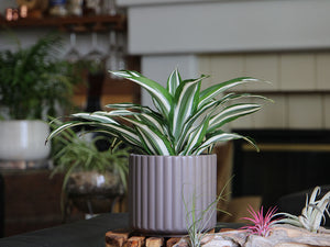 Brush Comb Planter- 5.5" x 5.0" By Plantatorem