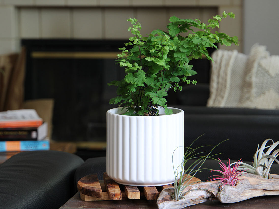 Brush Comb Planter- 8.0" x 8.0" By Plantatorem