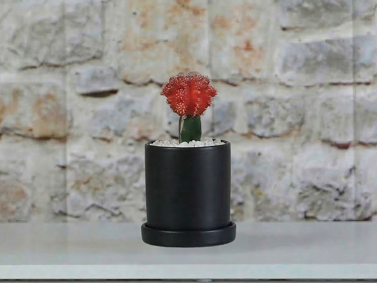 Cylinder Pot with Detached Saucers By Plantatorem