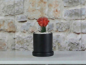 Cylinder Pot with Detached Saucers By Plantatorem