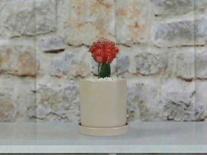 Cylinder Pot with Detached Saucers By Plantatorem