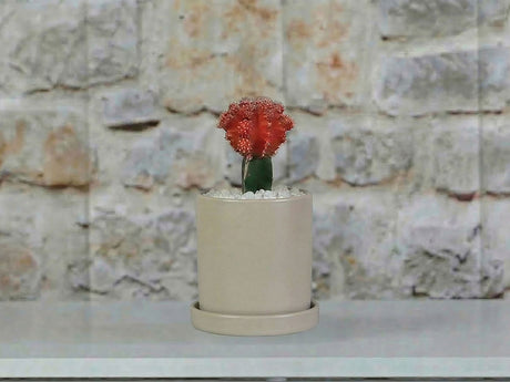 Cylinder Pot with Detached Saucers By Plantatorem