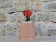 Cylinder Pot with Detached Saucers By Plantatorem