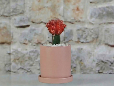 Cylinder Pot with Detached Saucers By Plantatorem