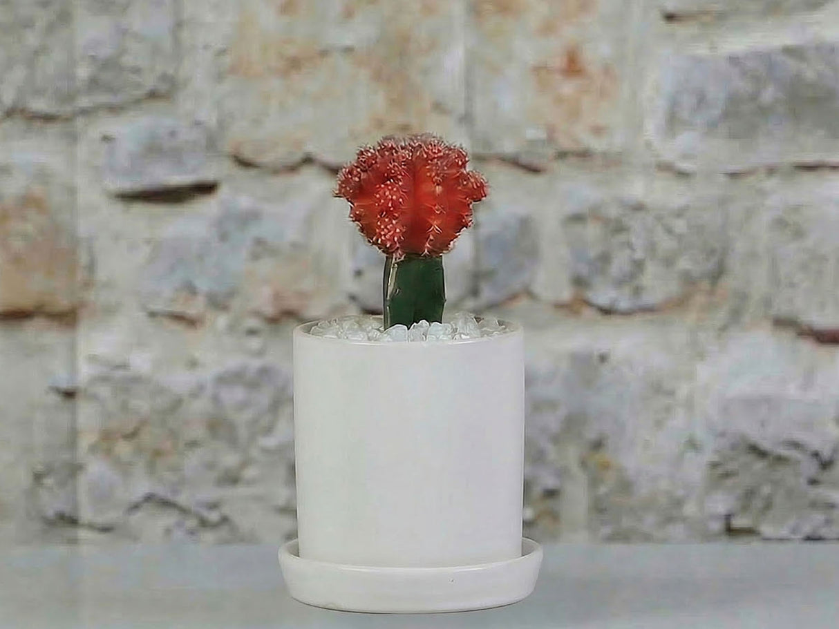 Cylinder Pot with Detached Saucers By Plantatorem