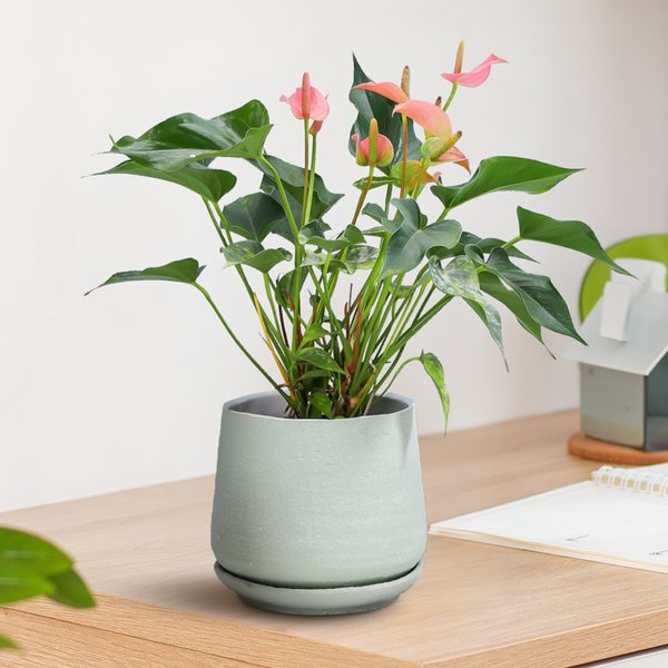 Planter with Saucer