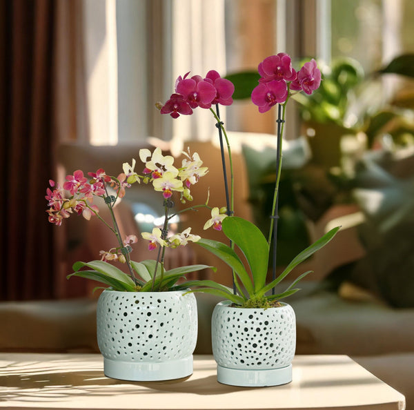 Orchid Pot