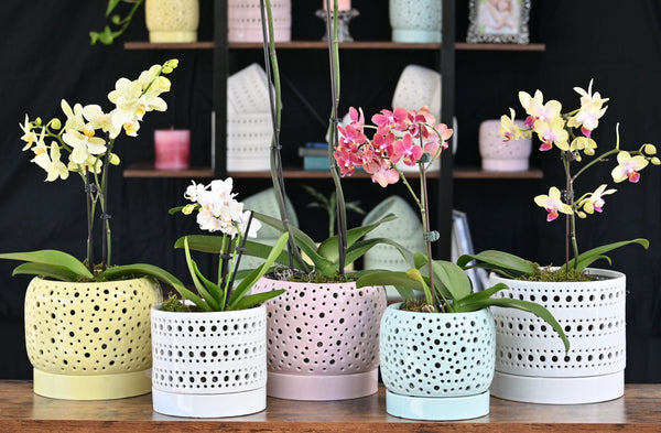 Indoor Planters