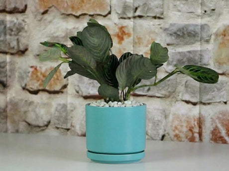 Mid Modern Planter With Detached Saucer "14.0" D x 12.0" H" By Plantatorem