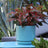 AQUA MARINE SATIN