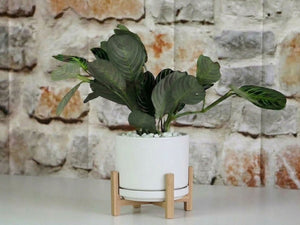 Mid Modern Planter With Detached Saucer "14.0" D x 12.0" H" By Plantatorem