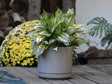 Mid Modern Planter With Detached Saucer "10.0" D x 9.0" H" By Plantatorem