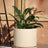 Ivory Clay
