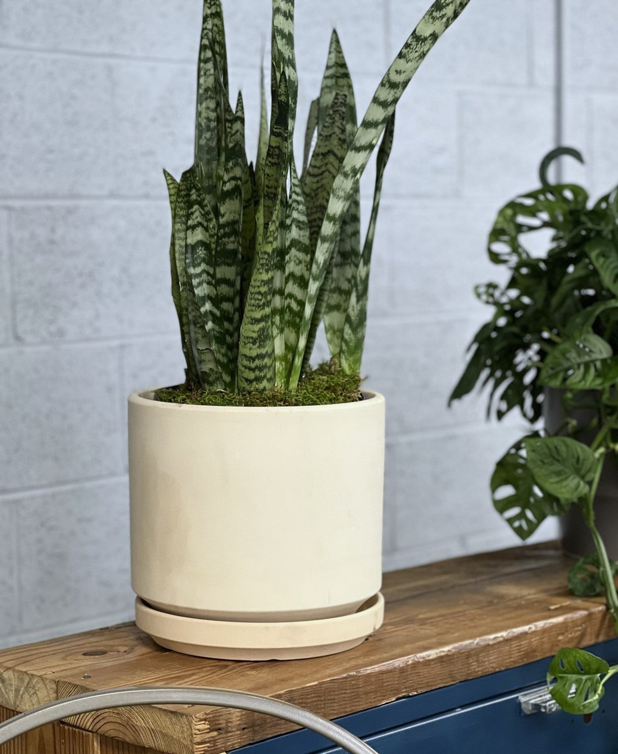 Mid Modern Planter With Detached Saucer "12.0" D x 10.5" H" By Plantatorem