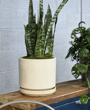 Mid Modern Planter With Detached Saucer "14.0" D x 12.0" H" By Plantatorem