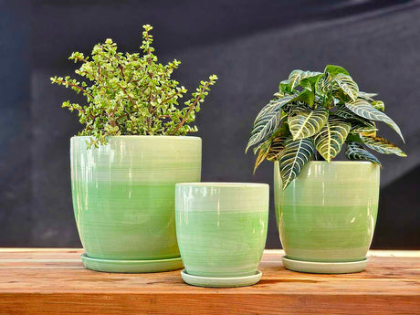 Daffodil Planter By Plantatorem
