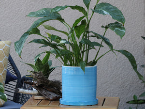 Cylinder Ombre Planter By Plantatorem