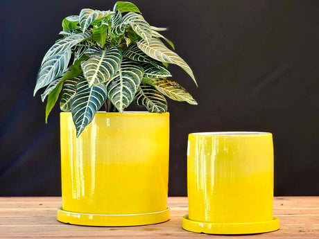 Cylinder Ombre Planter By Plantatorem
