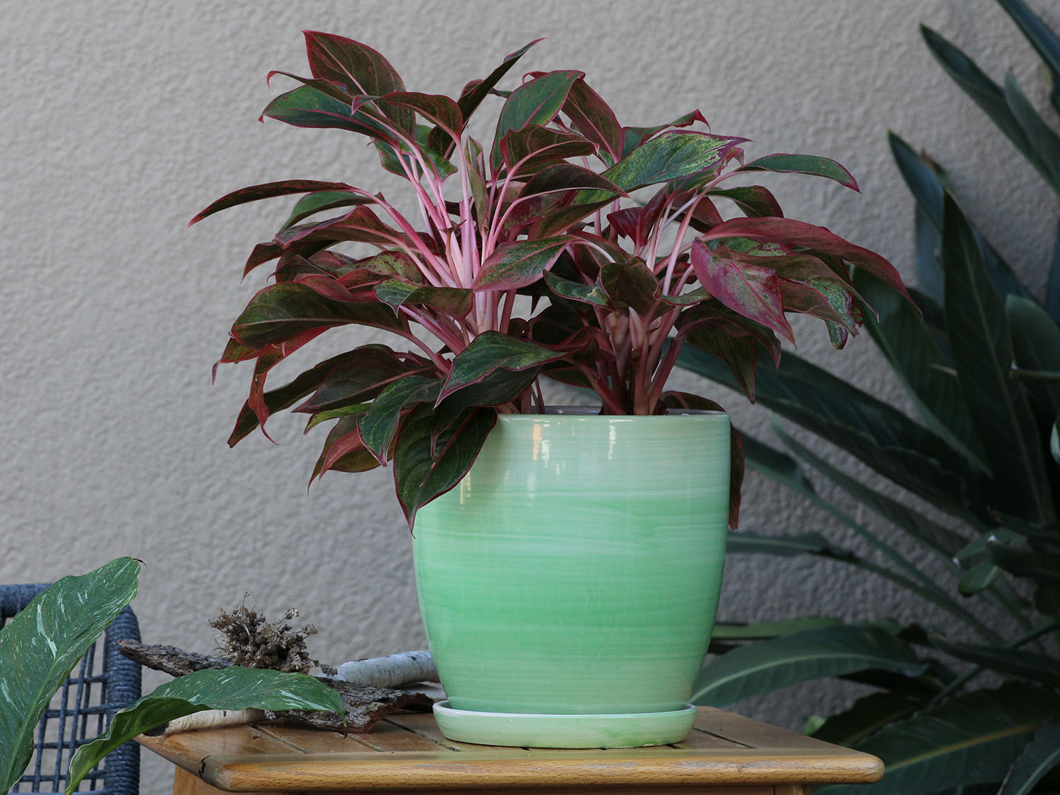 daffodil plant pot Daffodil Planter 9.5" D x 9.5" H / Ombre Green