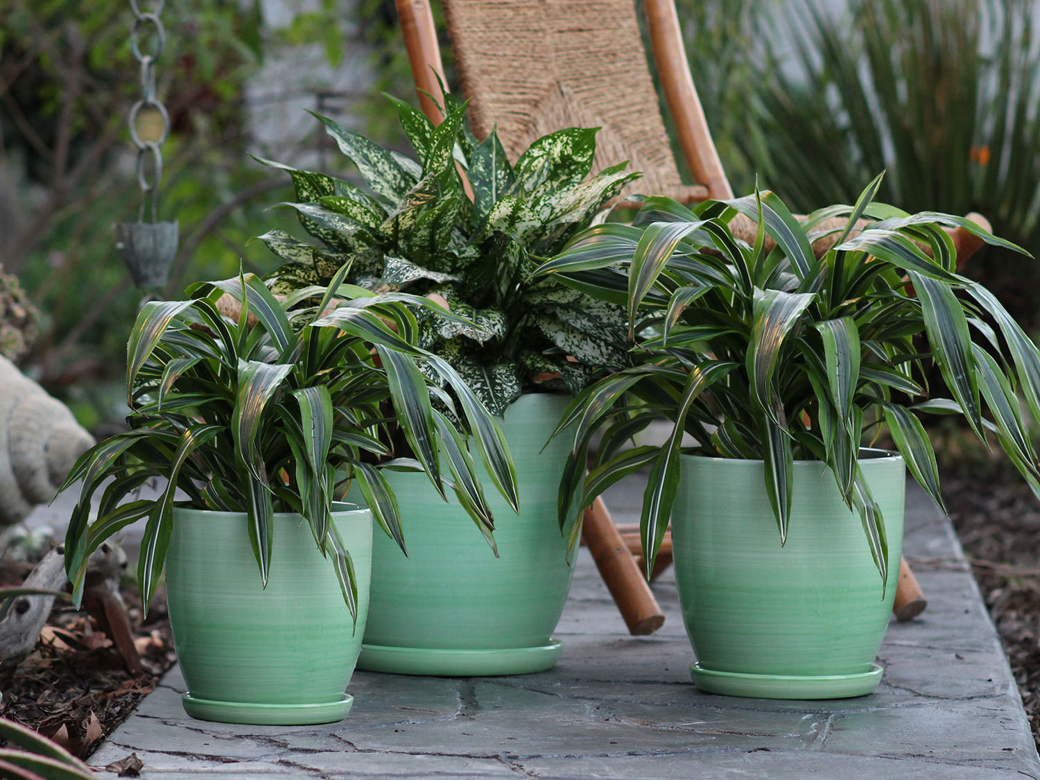 daffodil plant pot Daffodil Planter 9.5" D x 9.5" H / Ombre Green