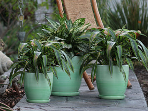 Daffodil Planter By Plantatorem