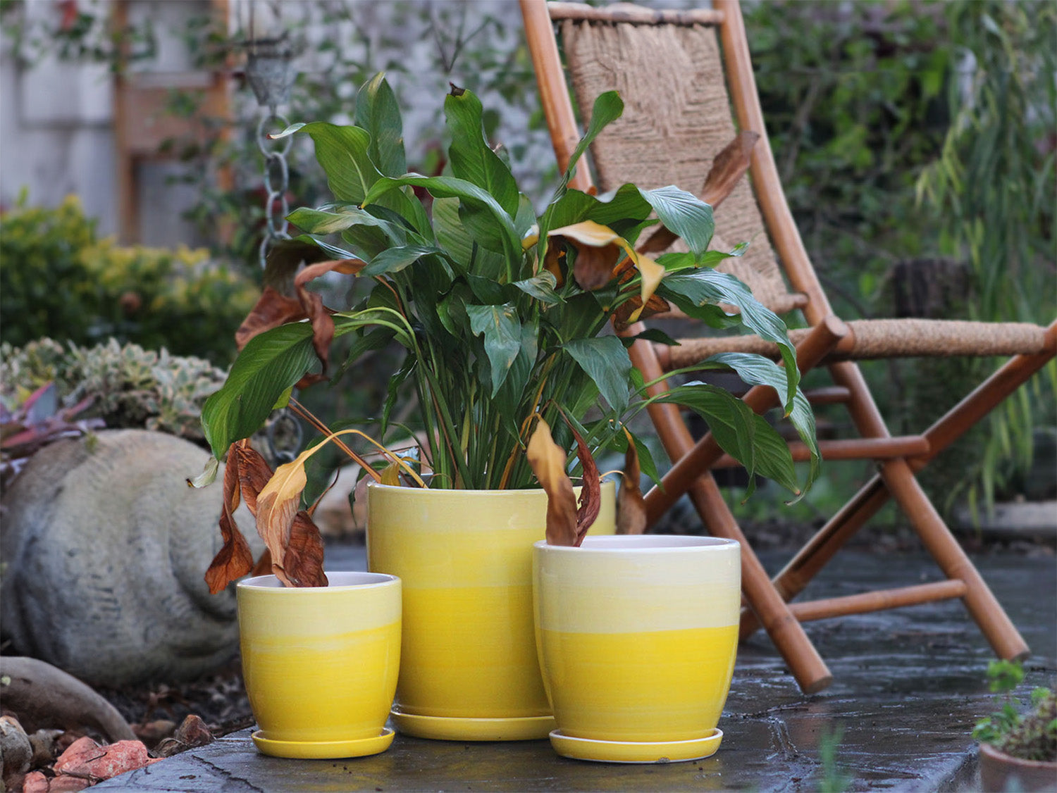indoor daffodil planter Daffodil Planter 9.5" D x 9.5" H / Ombre Green