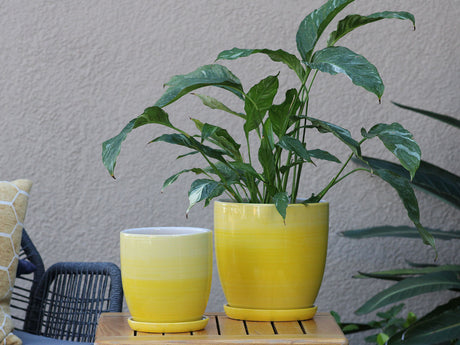 Daffodil Planter By Plantatorem