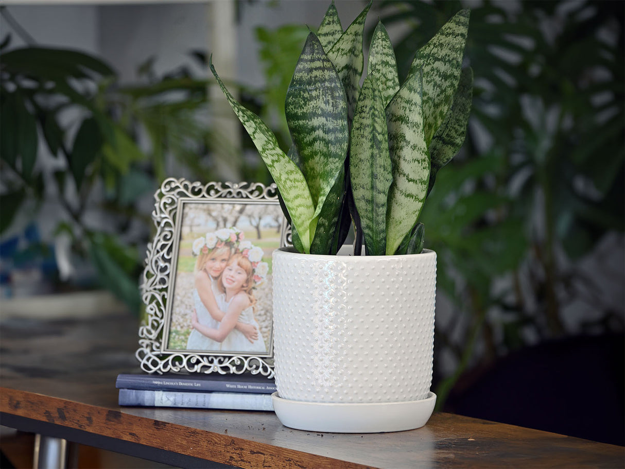 Dotted Cylinder Planter With Attached Saucer