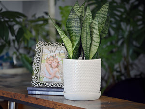 Dotted Cylinder Planter With Attached Saucer