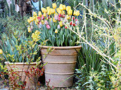 Monahou Planter By Plantatorem