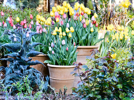 Monahou Planter By Plantatorem