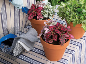 Deroma Standard Pot