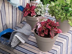 Deroma Standard Pot