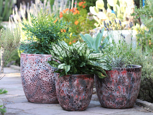 Coco Pots Coral