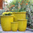 Canary Yellow
