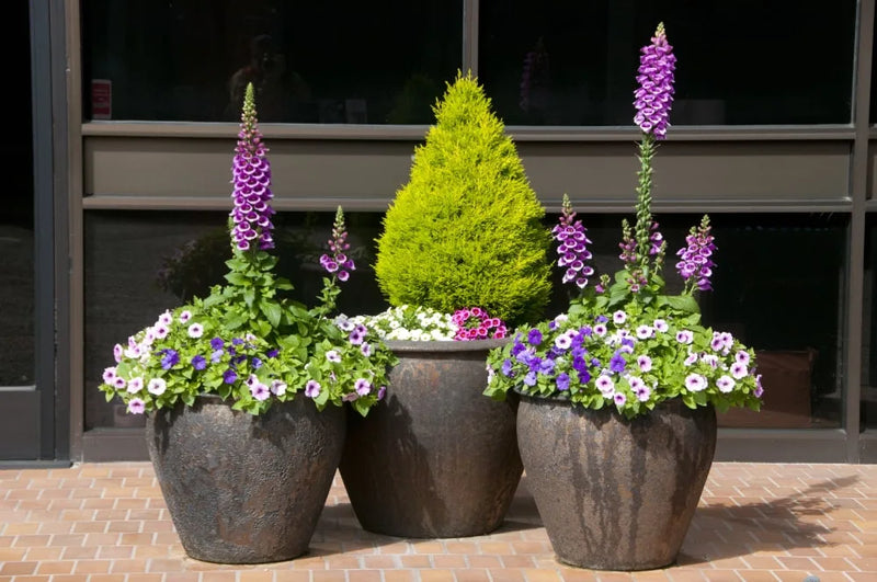 About Plantatorem