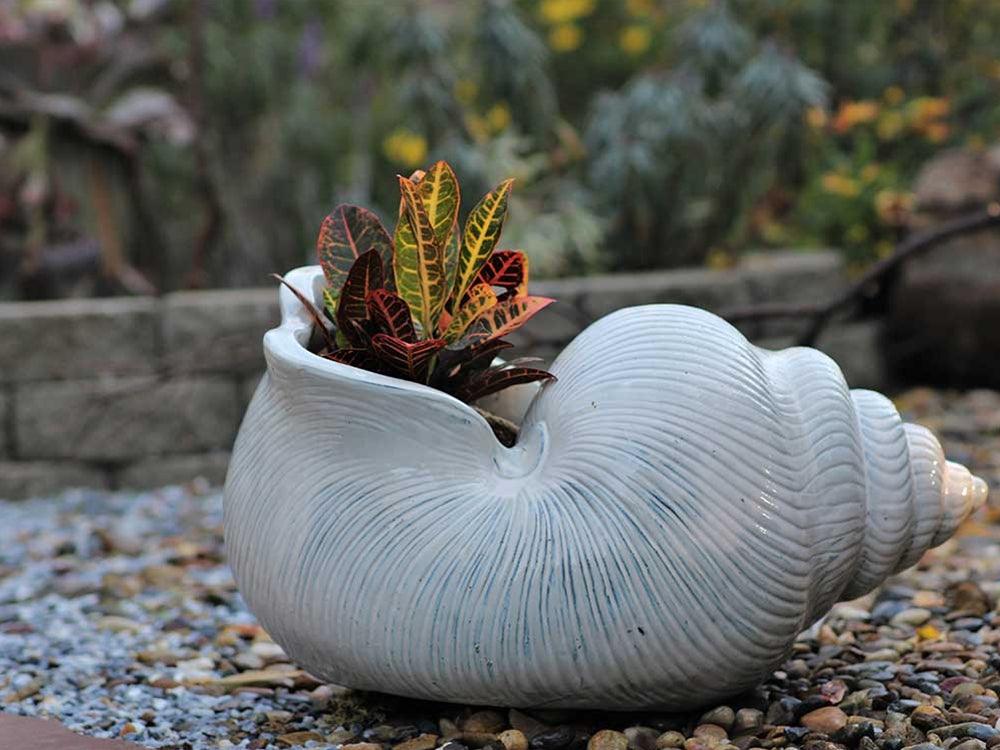 Shell Planter Shell Planter