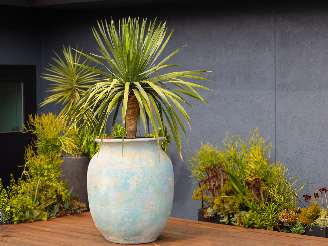 Mediterranean Cantaro By Plantatorem