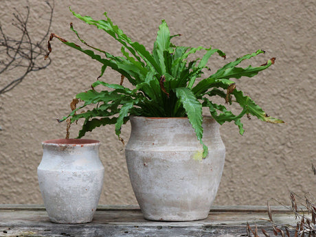 KOTYLE POT