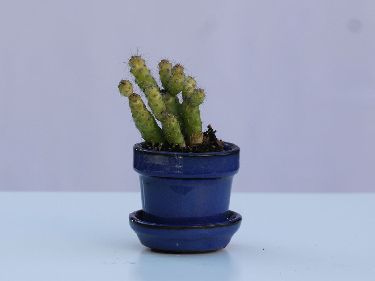 STANDARD POTS-MIXED