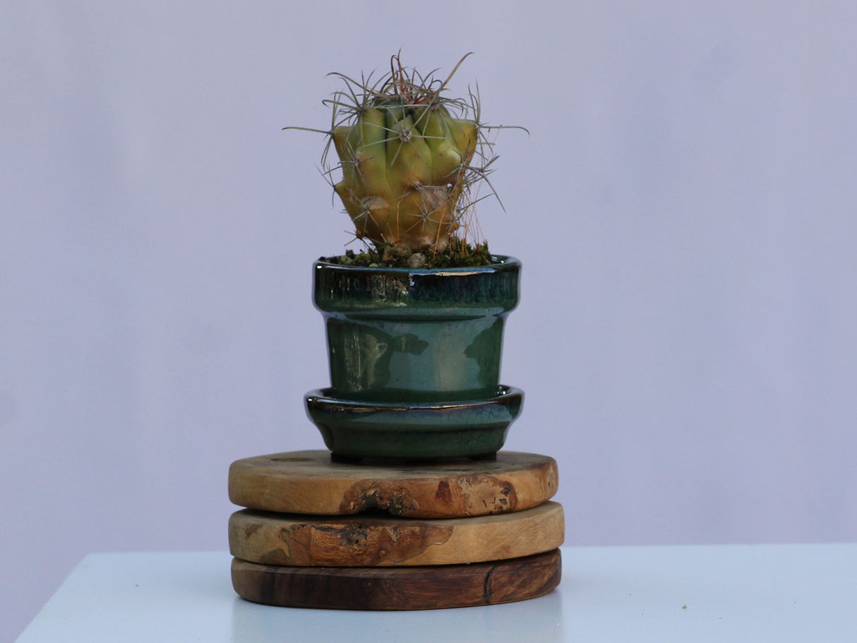 STANDARD POTS-MIXED