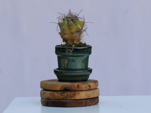 STANDARD POTS-MIXED