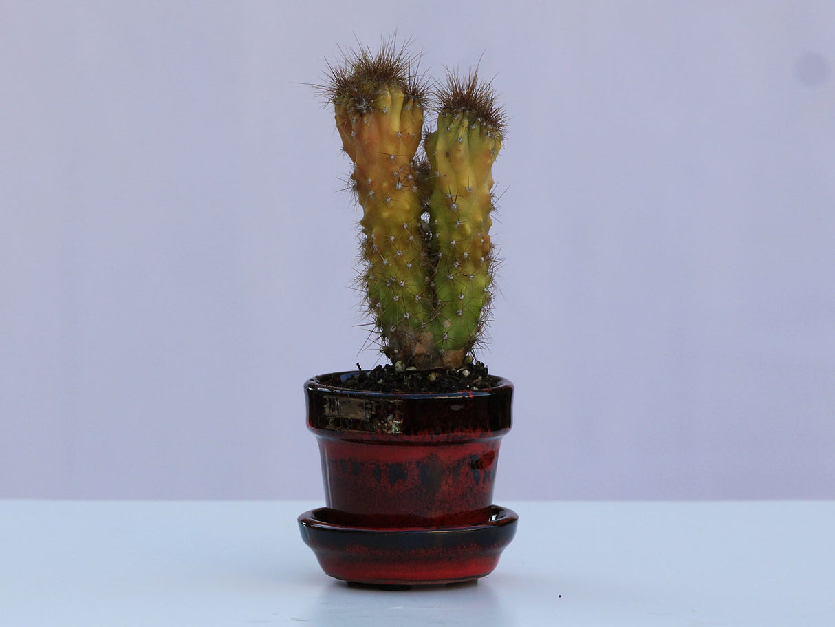 STANDARD POTS-MIXED