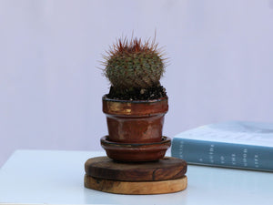 STANDARD POTS-MIXED